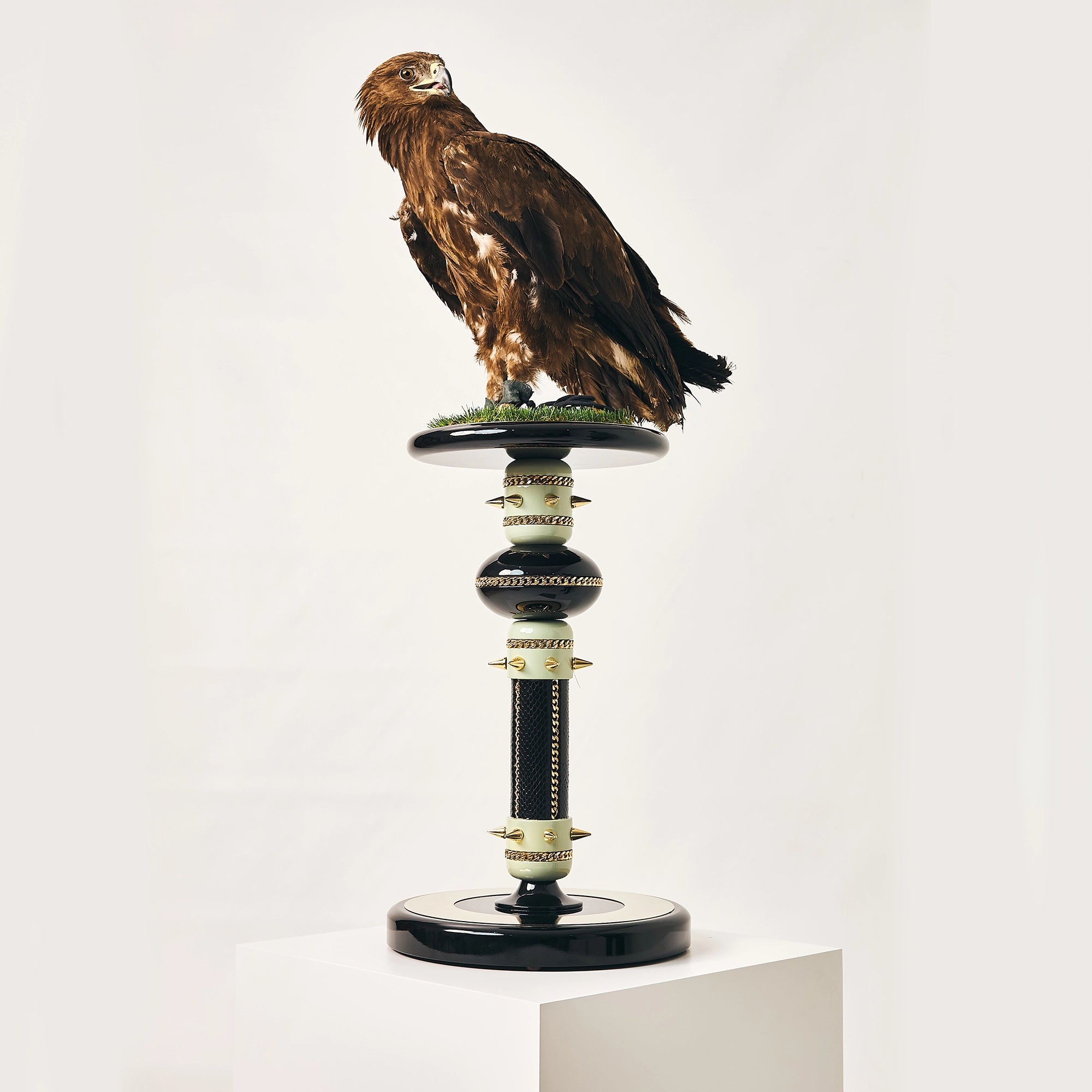 Golden eagle on the luxury FUROAR Empress falcon perch.