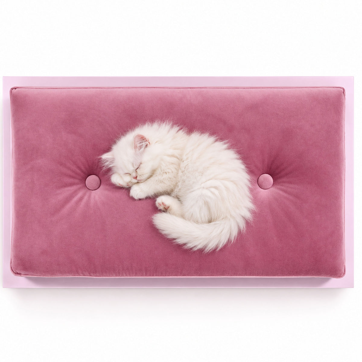 White Persian kitten sleeping curled up on a pink velvet luxury cat bed.