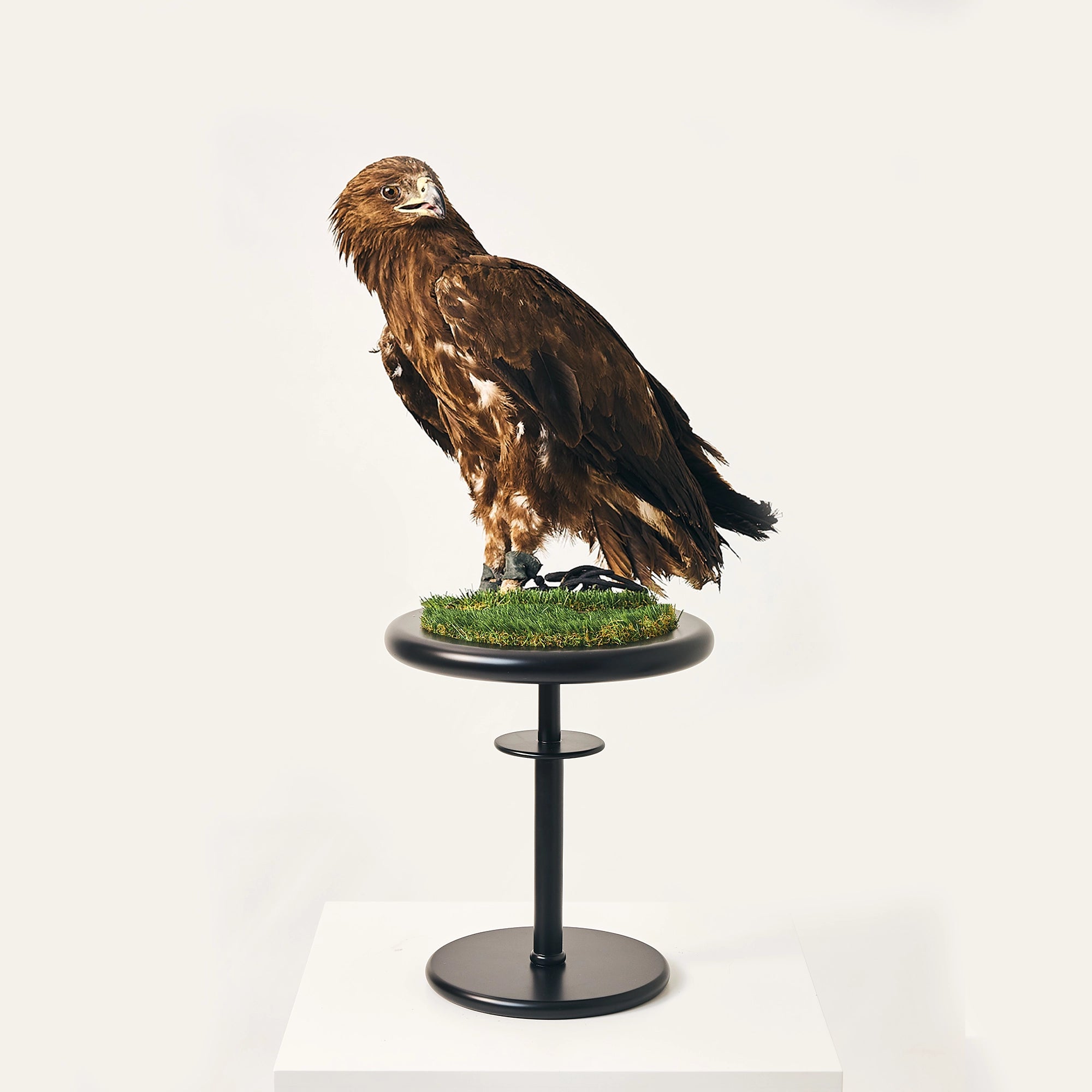 Golden eagle on the FUROAR Glory black falcon perch.