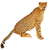 African Cheetah
