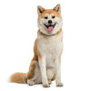 Akita Inu