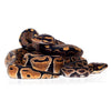 Ball Python