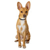 Basenji