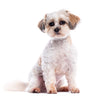 Bichon shih tzu