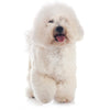 Bichon Frise