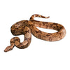 Boa Constrictor