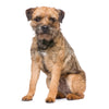 Border Terrier