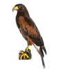 Brown Harris Hawk