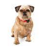 Brussels Griffon