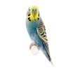 Budgie