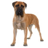 Bull Mastiff