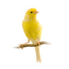 Canary