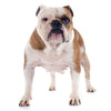 English Bulldog
