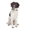 English Springer Spaniel