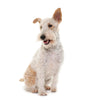Fox Terrier