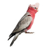 Galah Cockatoo