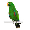 Green Electus Parrot