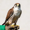 Lanner Falcon