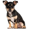 Miniature pinscher