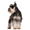 Miniature Schnauzer