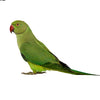 Ring-Necked Parakeet