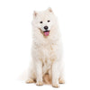 Samoyed