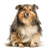 Shetland Sheepdog