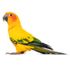 Sun Parakeet