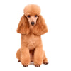Toy Poodle