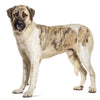 Transmontano Mastiff