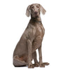 Weimaraner