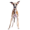 Whippet
