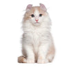 American Curl Kitten