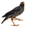 Bank Myna