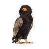 Bateleur