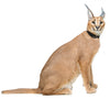 Caracal Lynx 