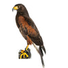 Brownharris Hawk