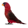Cardinal Lory