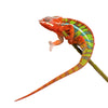 Chameleon Furcifer