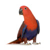 Electus Parrot