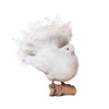 Fantail Pigeon