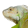 Green Iguana