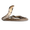 King Cobra