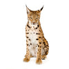 Lynx