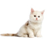 Mainecoon Kitten