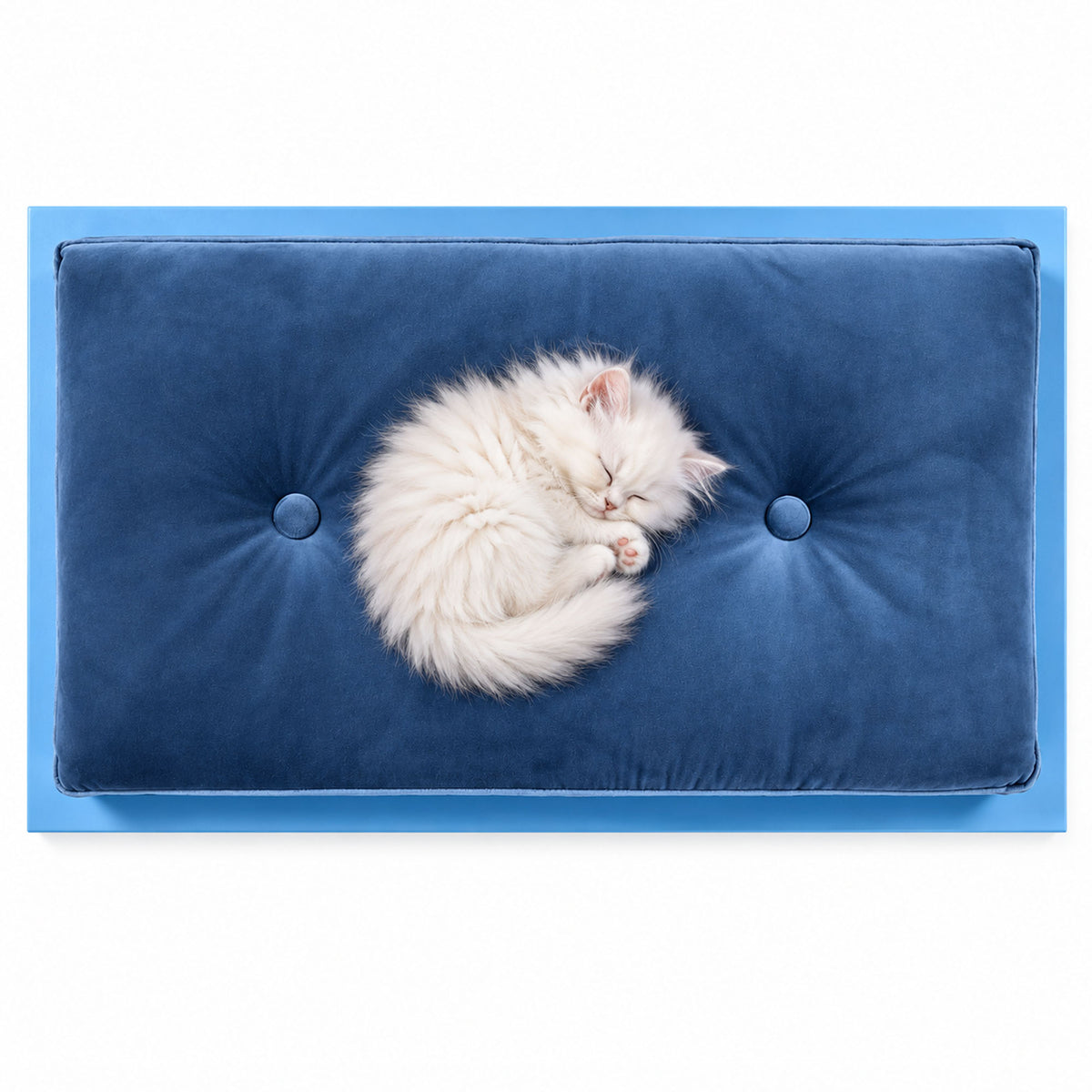 White Persian kitten sleeping curled up on the blue velvet FUROAR Maison Small luxury pet bed.