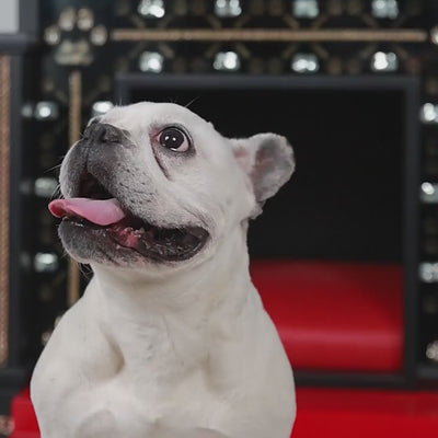 FUROAR Star Luxury Kennels for pets of stardom