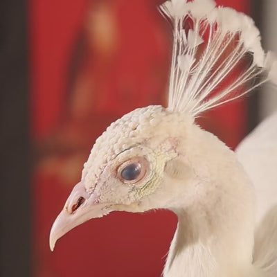 FUROAR Royal birds luxury beyond
