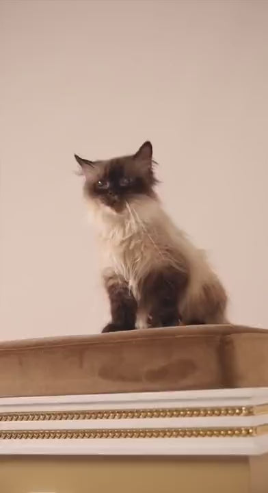 Luxury designer cat mansion by FUROAR, combining couture pet furniture, refined craftsmanship and architectural elegance for exceptional homes.