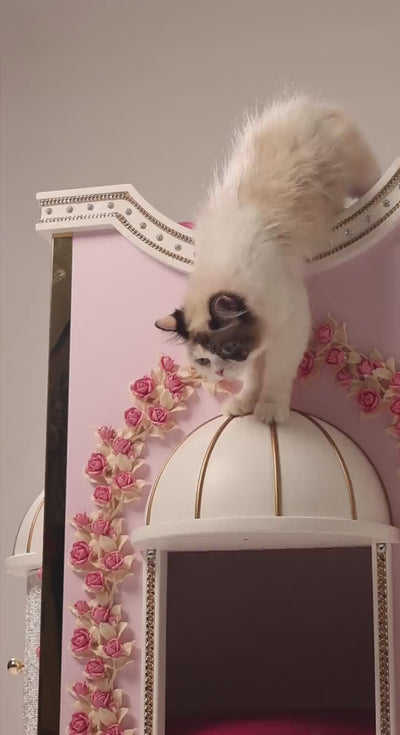 FUROAR cat collection luxury redefined 
